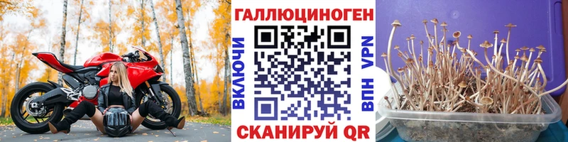 Галлюциногенные грибы Cubensis  Ардон 